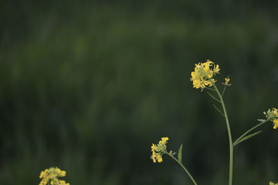 Close-up of yellow flowering plant on field