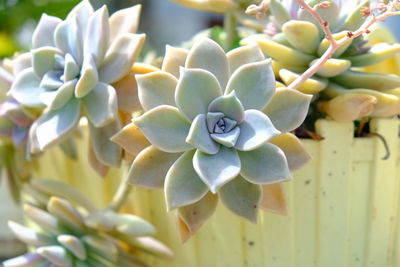 plant