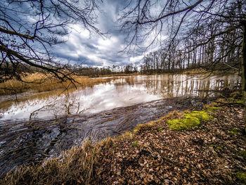 Scenic view of lake in forest against sky