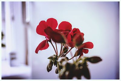 Close-up of red flower