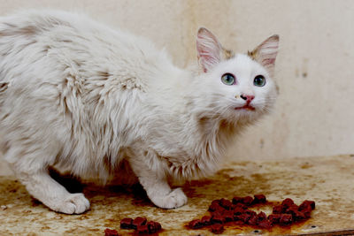 Close-up portrait of a cat