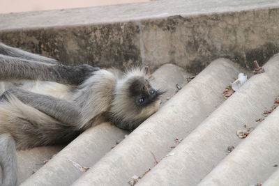 Monkeys resting on the roof