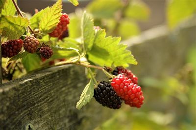 Blackberries in the garden on a summer sunny day