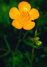 Close-up of orange flowers