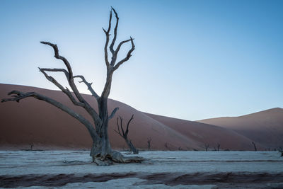 Bare tree on desert against clear sky