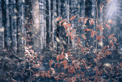 Close-up of frozen tree in forest during winter