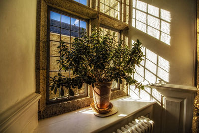 Potted plant on window sill