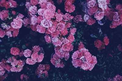 Close-up of pink flowering plants
