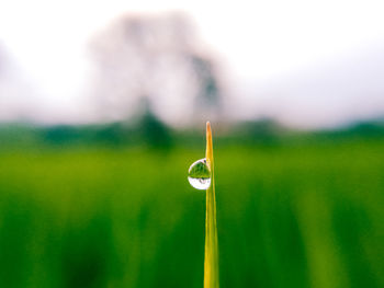 Close-up of water drop on grass