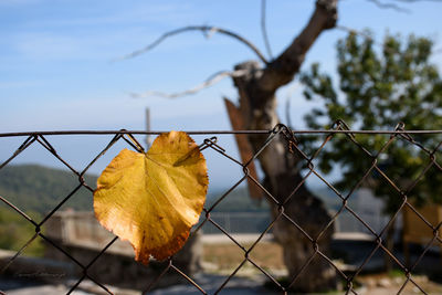 Close-up of autumn leaf on chainlink fence