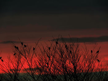 Plants against sky at sunset