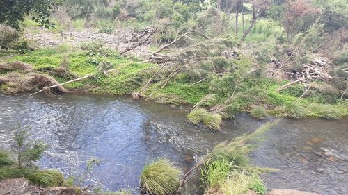 Scenic view of river flowing in forest