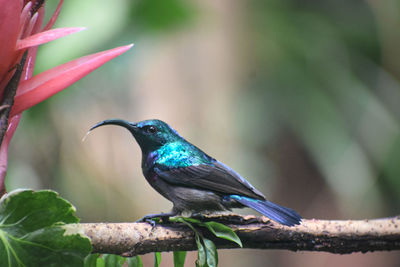 Close-up of bird perching on branch