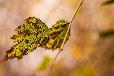 Close-up of plant