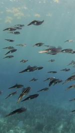 School of calamaris swimming in the caribbean ocean