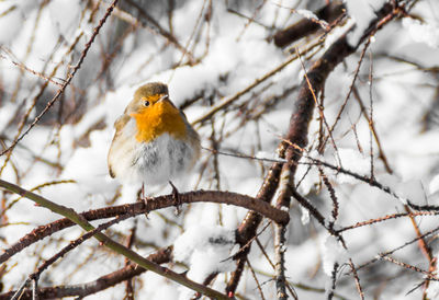 Bird perching on branch in snow