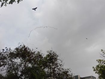 Low angle view of birds flying in sky