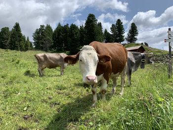 Cows in a field