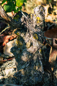 Close-up of lichen on tree trunk