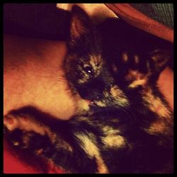 Close-up of cat sleeping