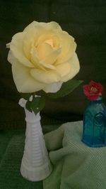 Close-up of white rose