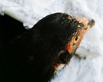 Close-up of bird on snow