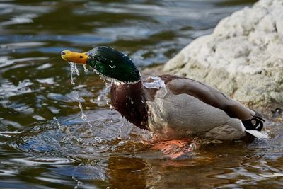 Close-up of a duck in lake