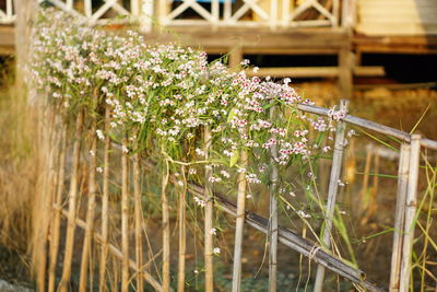 Close-up of flowers against blurred background