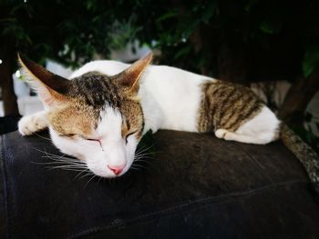 Close-up of a cat