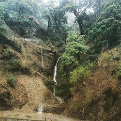 Stream flowing through forest