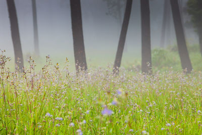 Purple flowering plants on field against sky