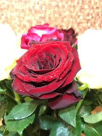 Close-up of wet red rose