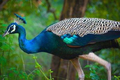 Close-up of a bird