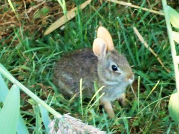 Squirrel on grassy field