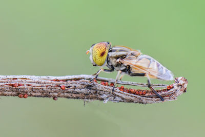 Close-up of insect