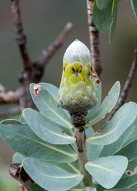 Close-up of green leaf on branch