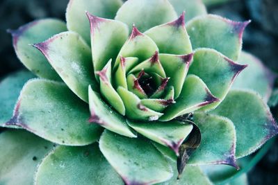 Close-up of succulent plant 