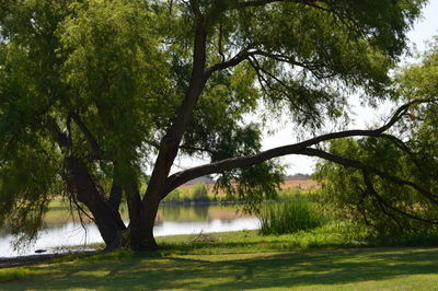 Reflection of trees in lake