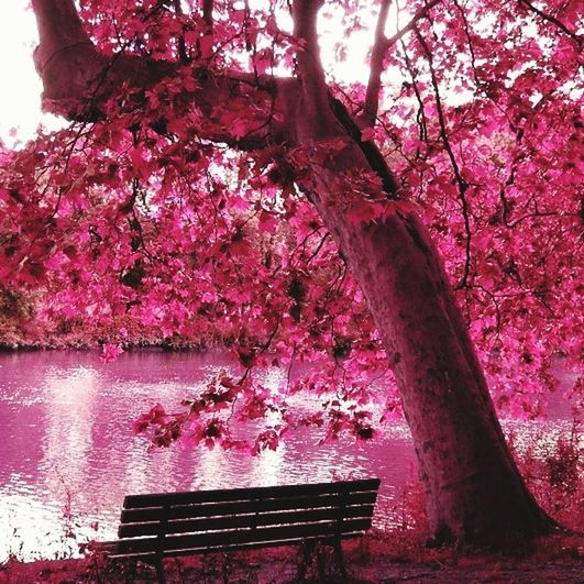 tree, plant, pink color, beauty in nature, nature, water, trunk, no people, branch, bench, tree trunk, growth, tranquility, park, day, seat, architecture, blossom, flower, outdoors, springtime, cherry blossom, purple, cherry tree, park bench