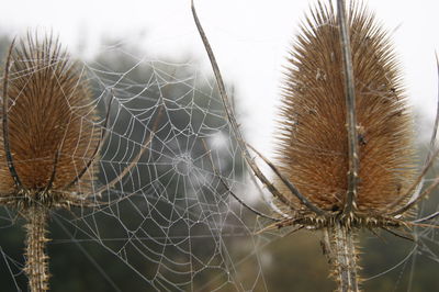 Close-up of spider web