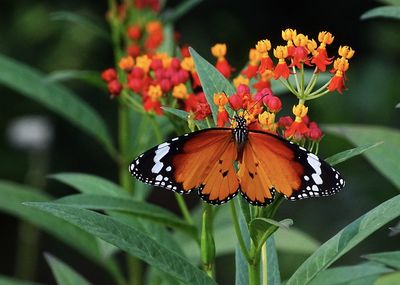 Close-up of butterfly pollinating on flower