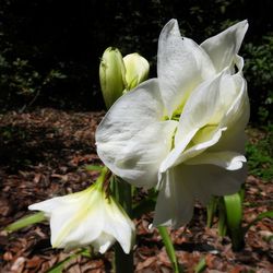 Close-up of white crocus blooming outdoors