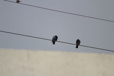 Low angle view of bird perching on cable against sky
