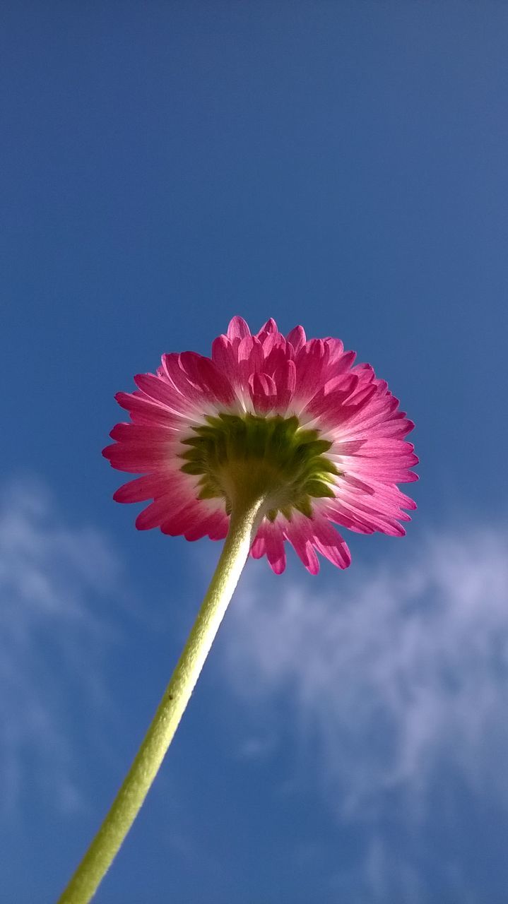 flower, flowering plant, plant, freshness, beauty in nature, nature, sky, blue, fragility, flower head, inflorescence, petal, pink, close-up, macro photography, plant stem, no people, blossom, growth, cloud, outdoors, low angle view, springtime, day, copy space, red