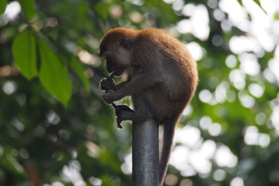 Monkey on tree branch