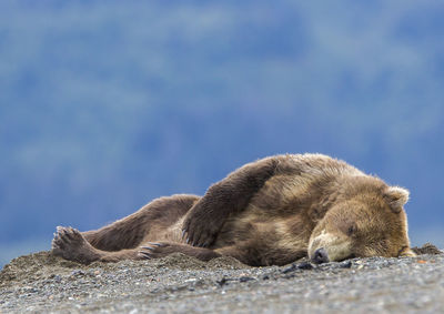 Close-up of bear sleeping against blue sky