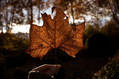 Close-up of hand holding maple leaf