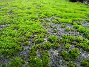 Close-up of moss growing on grass