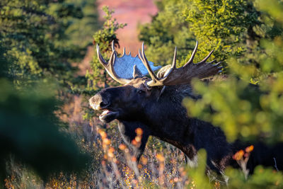 Deer in a forest