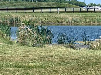 Scenic view of grassy field by lake